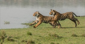 Bandipur National Park